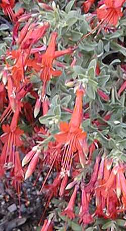 California Fuschia, Hummingbird Trumpet(Epilobium canum ssp. angustifolium )