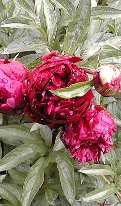 Common Garden Peony, Herbaceous Peony(Paeonia lactiflora)