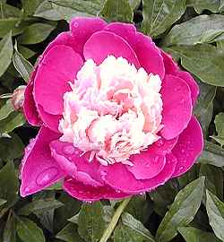 Common Garden Peony, Herbaceous Peony(Paeonia lactiflora)