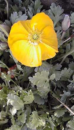 Iceland Poppy(Papaver nudicaule)