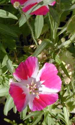 Corn Poppy, Shirley Poppy(Papaver rhoeas)