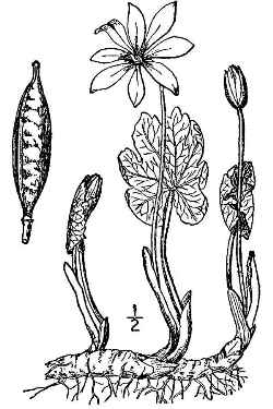 Bloodroot, Red Puccoon(Sanguinaria canadensis)