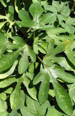 Wild Granadilla (Adenia digitata)