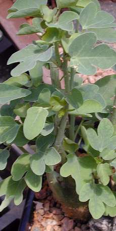 (Adenia spinosa)