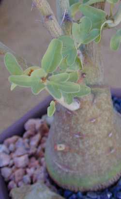 (Adenia spinosa)