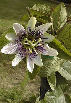 Passion Flower(Passiflora Χ alatocaerulea)