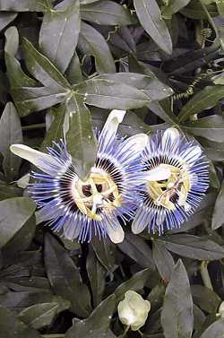 Blue Passion Flower, Common Passion Flower(Passiflora caerulea)