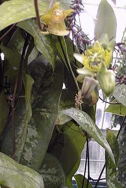 Bat Leaf Passion Flower(Passiflora coriacea)