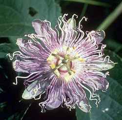 Purple Passionflower, Maypop(Passiflora incarnata)