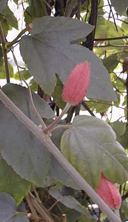Vine Leaf Passion Flower(Passiflora vitifolia)