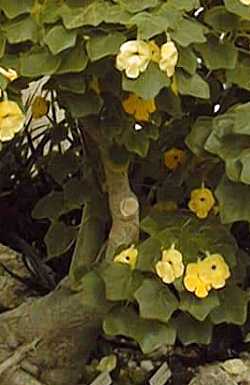 (Uncarina grandidieri)