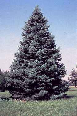 White Fir(Abies concolor)