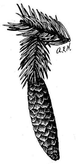 Norway Spruce(Picea abies)