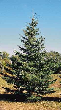 White Spruce, Canada Spruce(Picea glauca)
