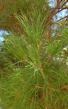 Afghan Pine