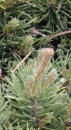 Mugo Pine(Pinus mugo)