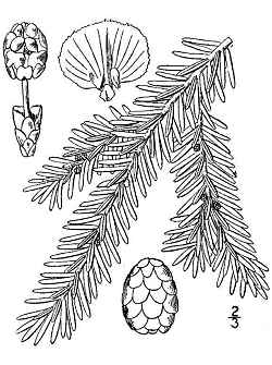 Eastern Hemlock, Canada Hemlock(Tsuga canadensis)