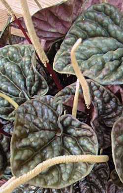 (Peperomia caperata)
