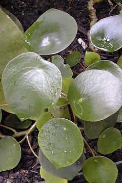 Coin Leaf Peperomia(Peperomia polybotria)