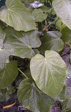 Kava(Piper methysticum)