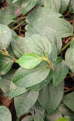 Black Pepper(Piper nigrum)