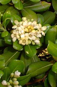 Japanese Pittosporum, Mock Orange(Pittosporum tobira)