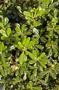 Japanese Pittosporum, Mock Orange(Pittosporum tobira)