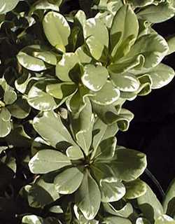 Japanese Pittosporum, Mock Orange(Pittosporum tobira)