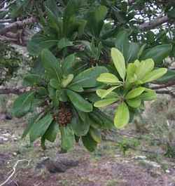 Cape Pittosporum, Cheesewood(Pittosporum viridiflorum)
