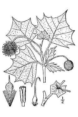 American Sycamore, Buttonwood(Platanus occidentalis)