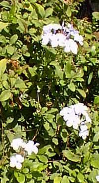 Cape Plumbago(Plumbago auriculata)