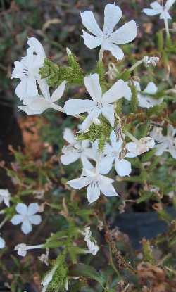 White Plumbago