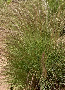 Purple Threeawn(Aristida purpurea)