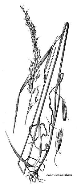 Tall Oatgrass, Bulbous Oatgrass(Arrhenatherum elatius ssp. bulbosum )