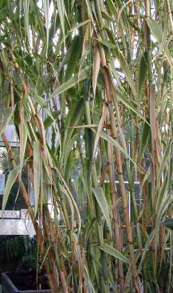 Giant Reed, Spanish Cane(Arundo donax)