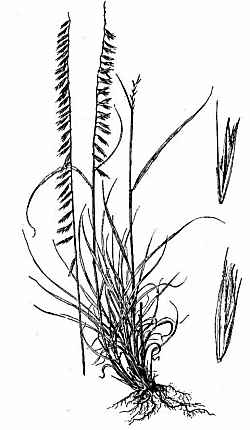 Sideoats Grama(Bouteloua curtipendula)