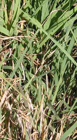 Sideoats Grama(Bouteloua curtipendula)