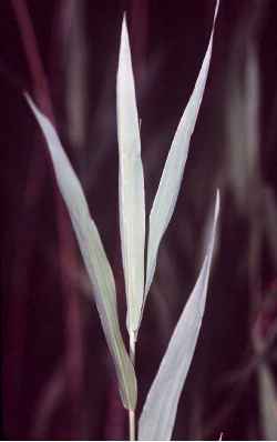 Indian Woodoats, Bamboo Grass(Chasmanthium latifolium)
