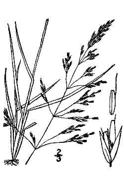 Tufted Hairgrass(Deschampsia caespitosa)