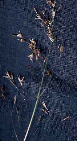 Tufted Hairgrass(Deschampsia caespitosa)