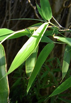 Umbrella Bamboo(Fargesia murielae)