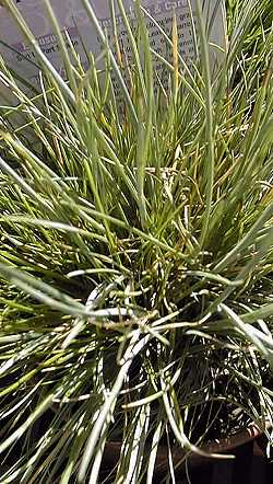 Sheep Fescue, Blue Fescue, Green Fescue(Festuca ovina)