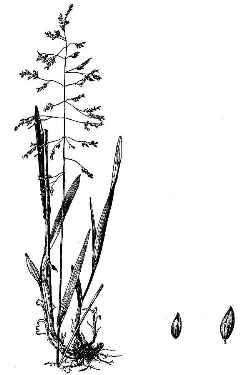 Golden Millet Grass(Milium effusum 'Aureum')