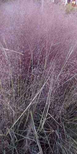 Muhly Grass