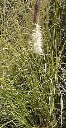 Deer Grass