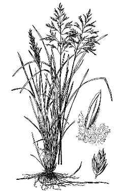 Kentucky Bluegrass(Poa pratensis)