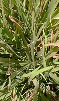 Sugarcane(Saccharum officinarum)