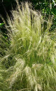 Mexican Thread Grass