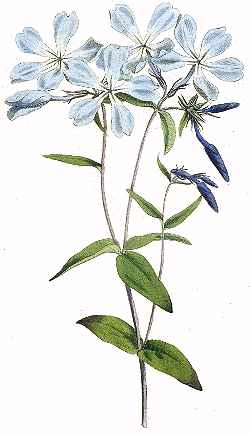 Wild Blue Phlox, Sweet William Phlox(Phlox divaricata)