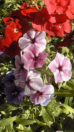 Summer Phlox(Phlox paniculata)